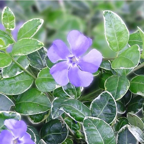 Pour équiper le jardin：Petite pervenche - Le pot de 7,5 litres