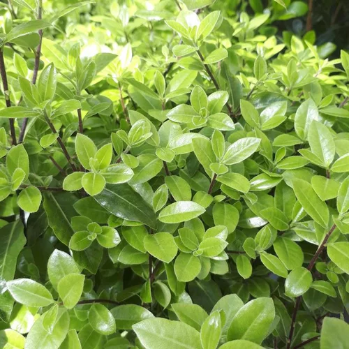 Pour vos besoins extérieurs：Pittosporum Tenuifolium Golf Ball boule. Le pot de 5 litres