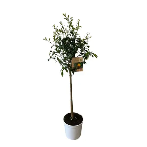 Jardin en extérieur:Yuzu zéro résidus. Le pot de 9 litres, forme 1/2 tige