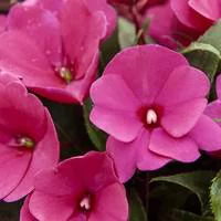 Extérieur durable：Impatiens de Nouvelle Guinée - Le pot de 5 litres