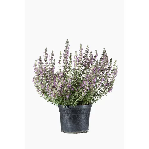 Idée extérieure：Teucrium - Le pot de 3 litres