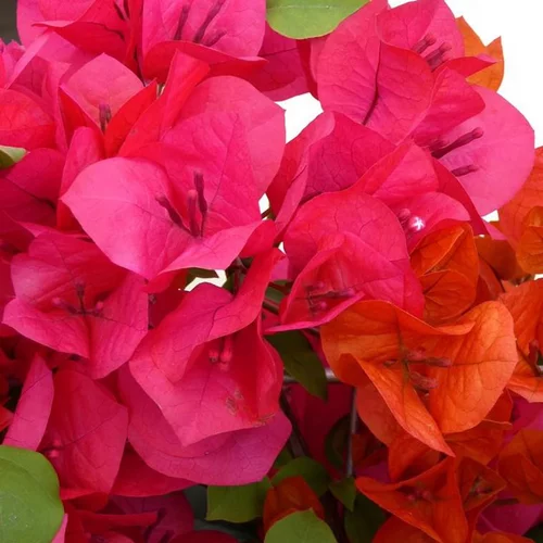 Tendance au jardin:Bougainvillier sur double arceau – Pot de 10L