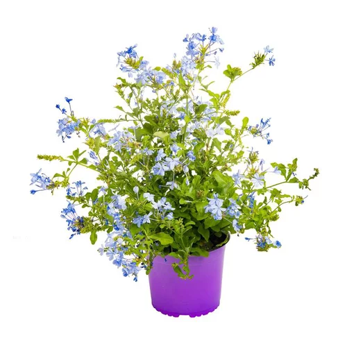 Pour plus de confort à l’extérieur:Dentelaire du Cap ou Plumbago bleu. Le pot de 3 litres