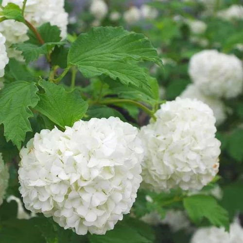 Votre allié à l’extérieur：Viburnum Opulus Roseum - Pot de 4L
