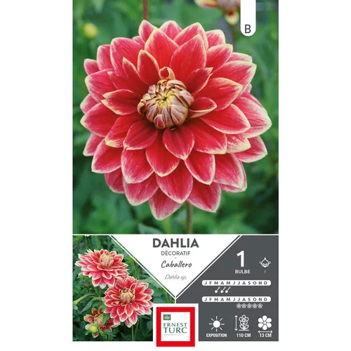 Pratique pour l’extérieur：Dahlia décoratif Caballero rouge bord jaune Ernest Turc - 1 bulbe