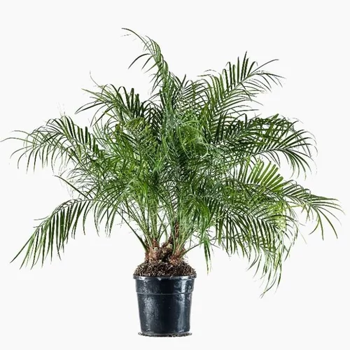 Choix malin：Palmier Phoenix Roebellini 50/80 cm
