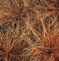 Une touche pratique à l’extérieur:carex comans bronze form - Le pot diam 12 cm