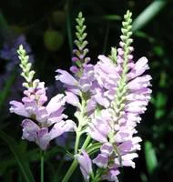 Solution utile:Physostegia Virginiana - Le pot de 10,5 cm