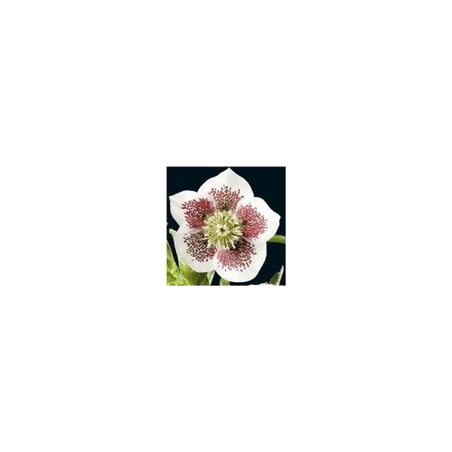 Pour vos projets extérieurs：Helleborus Single White Blotched - Le pot de 1 litre