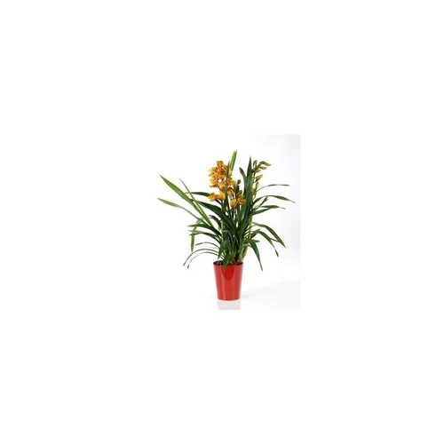 Facile pour le jardin：Orchidée Cymbidium avec cache-pot. Le pot de 14 cm