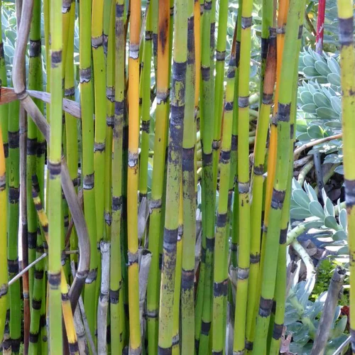 Pour vos projets jardin：Equisetum Japonicum - Le pot de 3 litres