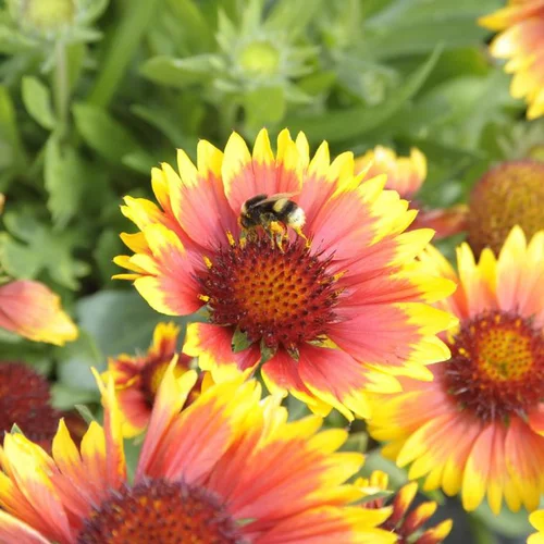 Le choix pour l’extérieur:Gaillarde à fleurs multicolores - Le pot de 4 litres