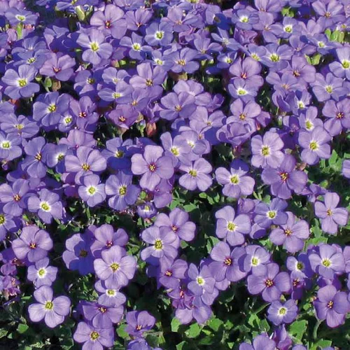 Adapté au jardin：Aubriete Bleu Fonce - Le pot de 9 x 9 cm