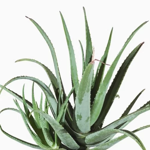 Une touche jardin：Aloe Vera - Le pot de 9 cm