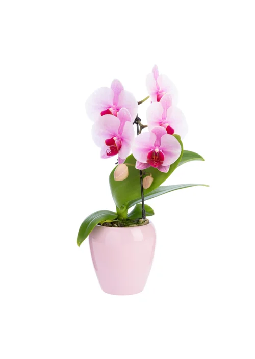 Pour votre projet：Phalaenopsis swan avec un cache-pot en céramique coloris blanc - Ø 7 cm H 30 cm