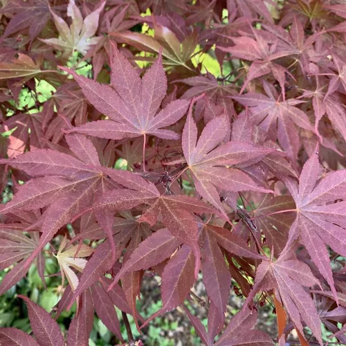 L’essentiel pour l’extérieur:Érable du Japon Atropurpureum rouge. Le pot de 5 litres