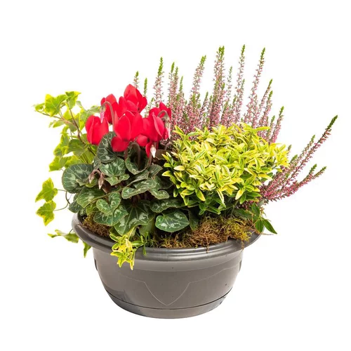 Pour vos besoins extérieurs：Composition d'extérieur mélange orange rouge - La coupe de 24 cm