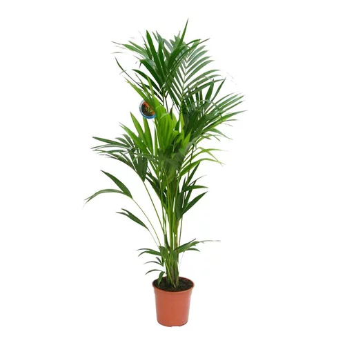 Solution utile：Kentia Forsteriana 6 pieds pot Ø24 cm/ H170 cm