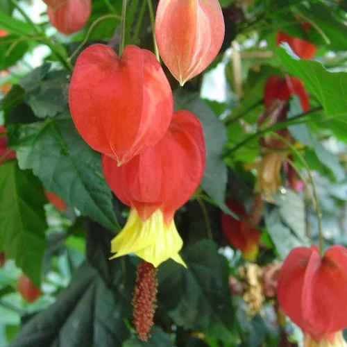 Maison & extérieur：Abutilon Megapotanicum - Le pot de 3 litres