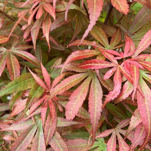 Sélection extérieur:Érable du Japon Skeeter's Broom 80/100. Le pot de 10 litres
