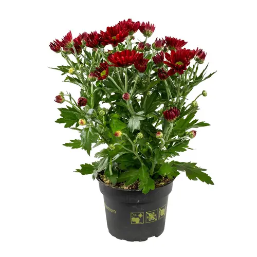 Côté jardin：Mini Chrysantheme Duo - Le pot de 10,5 cm