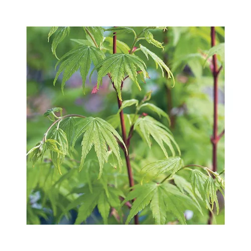 Jardin adapté:Erable du Japon (ACER PALMATUM SANGO KAKU ) Le pot de 30 litres