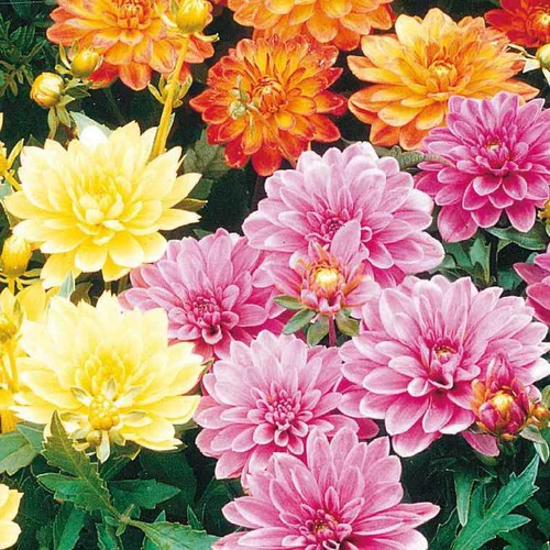 Équipement au jardin：Dahlia Nain de Bouture - Le pot de 12 x 12 cm