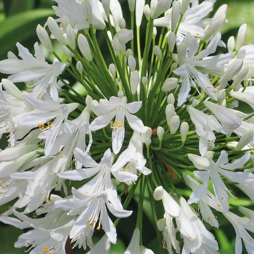 Sélection au jardin：Agapanthe Blanche - Le pot de 9x9 cm