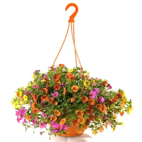 Bien au jardin：Calibrachoa (mini Pétunia) à fleurs multicolores - La suspension de 6 litres