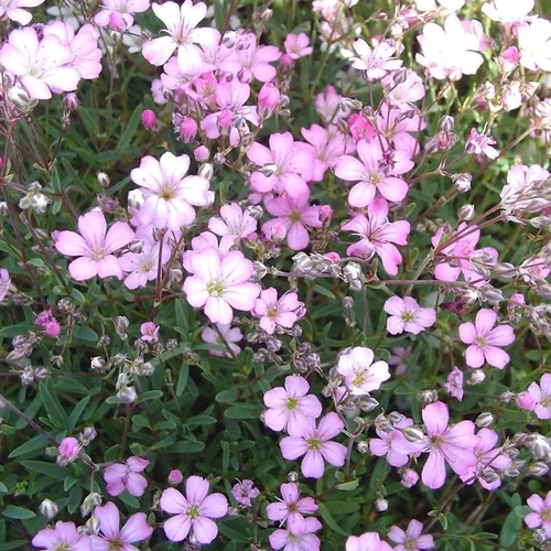 Fonctionnel au jardin：Gypsophile voile de mariée blanc. Le pot de 1 litre