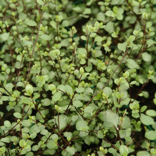 Confort dehors：Pittosporum Tenuifolium Green Elf. Le pot de 15 litres