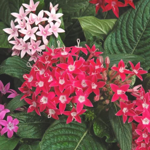 Pratique extérieur：Pentas ou étoile égyptienne - Le pot de 3 litres