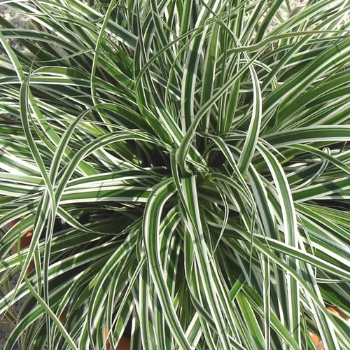 Pour profiter du jardin：Carex Oshimensis "Everest" - Le pot de 2 litres
