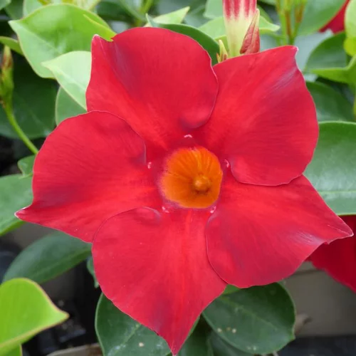 Extérieur adapté：Dipladénia ou Mandevilla à fleurs multicolores - Le pot de 2 litres