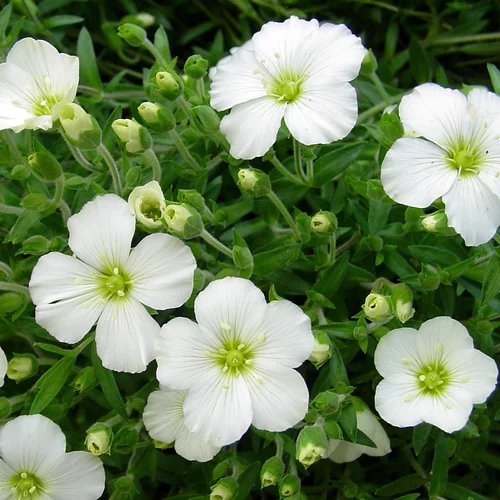 Un plus pour vos extérieurs：Arenaria Montana White (Blanc). Le pot de 2 litres