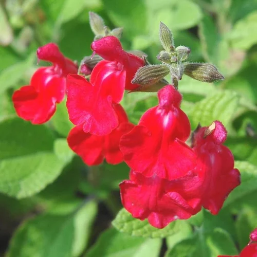 Équipement pour le jardin：Salvia Collection - Le pot de 1 litre