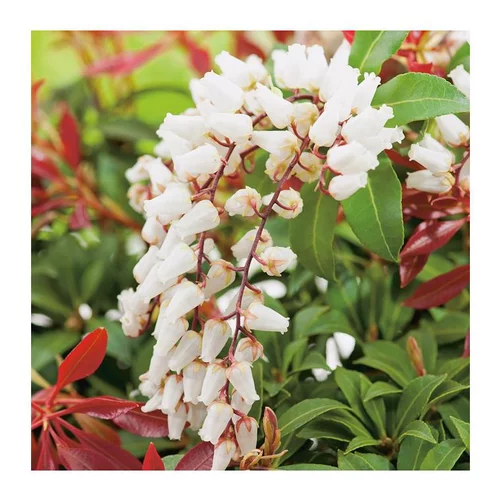 Pour votre espace extérieur:Andromède Japonica Mountain Fire - pot 15 L