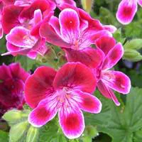 Conçu pour vos extérieurs：Géranium pensée à petites fleurs - Le pot de 10,5 cm