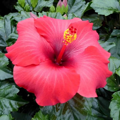 Tout au jardin:Hibiscus long Life Pacific Beauty - Le pot de 10 litres