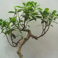 Jardin à organiser:Ficus. Le pot de Ø 40 x H 170 cm, forme spirale
