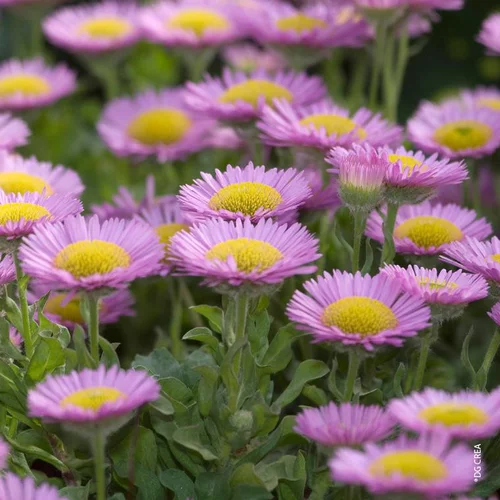 Un atout pour le jardin：Erigeron Glaucus 'Sea Breeze' - Le pot de 2 litres