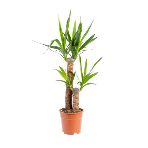 Équipement jardin：Yucca 2 pieds vert H 85 cm. Le pot Ø 17 cm