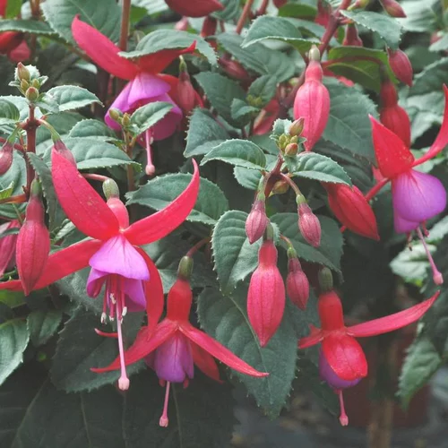 Pour mieux aménager votre jardin：Fuchsia - Le pot de 10 litres