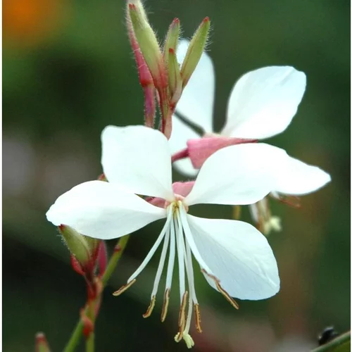 Une solution adaptée à l’extérieur:Gaura Lindheimeri. Le pack de 4
