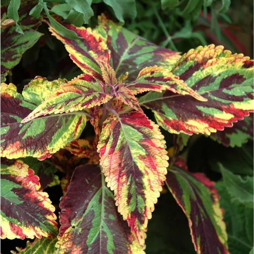 Choix extérieur：Coleus - La suspension