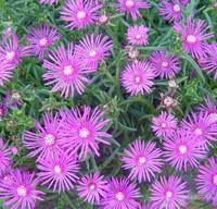 À avoir pour l’extérieur：Delosperma Cooperi ou Pourpier de Cooper. Le pot de 2 litres