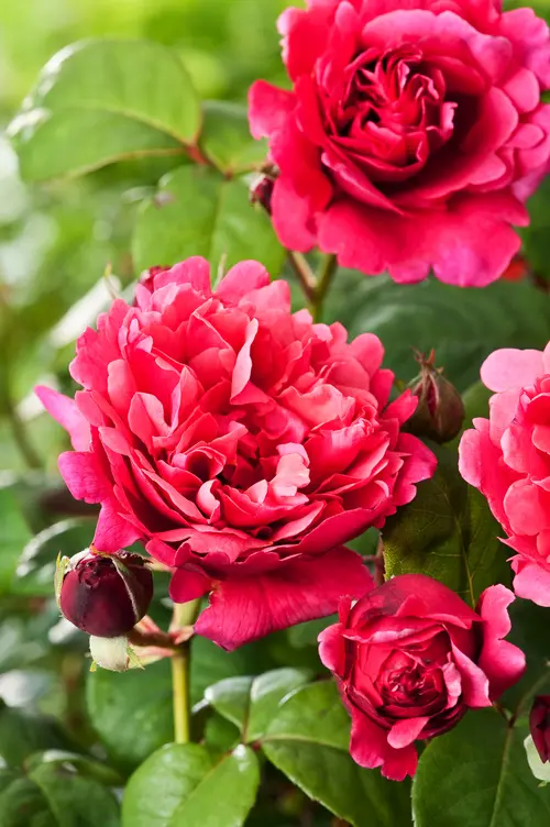 À avoir au jardin：Rosier Line Renaud®. Le pot de 5 litres