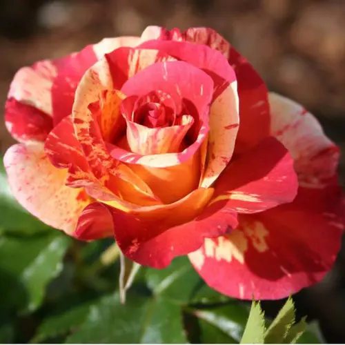 Sélection jardin:Rosier Alfred Sisley® Delstrijor