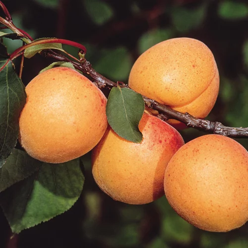 Ambiance jardin：Abricotier Pêche De Nancy Bio. Le pot de 15 litres