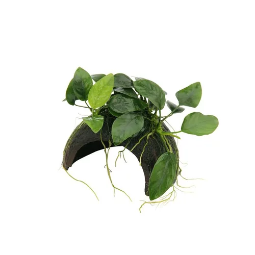 Jardin malin:Plante aquatique Coco Cave avec Anubias Nana